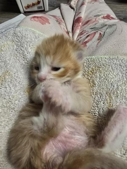 A less than 14 day old kitten is laying on his back chewing on the toes of his right hind foot, he's holding the foot with his front paws. He's orange tabby with white on his nose, muzzle and feet. He's laying on a pale green cloth.