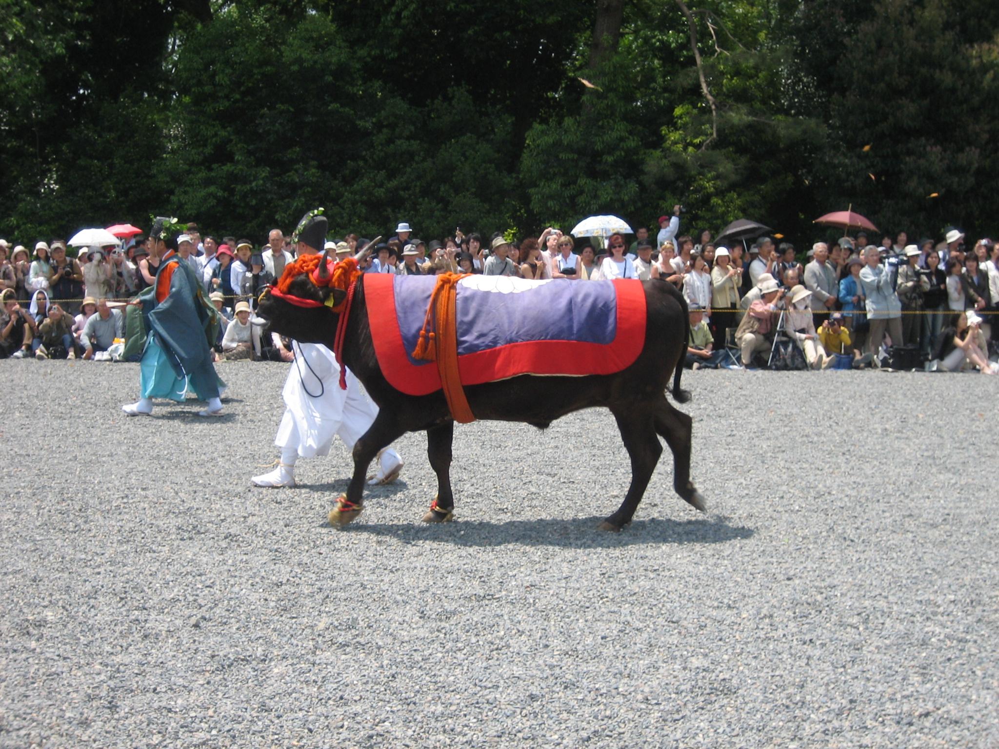 An ox being led during the Aoi Matsuri.