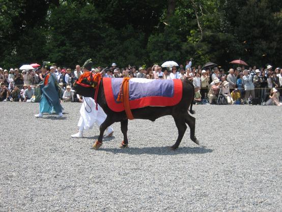 An ox being led during the Aoi Matsuri.