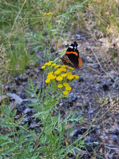 Vanessa atalanta resting on tanacetum vulgare