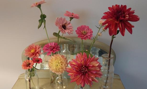 Collection of small vases on table top filled with pinkish dahlia and zinnia blooms