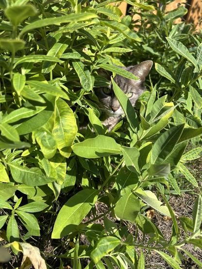 Danforth the cat is peeking out from between milkweed plants (butterfly plants).