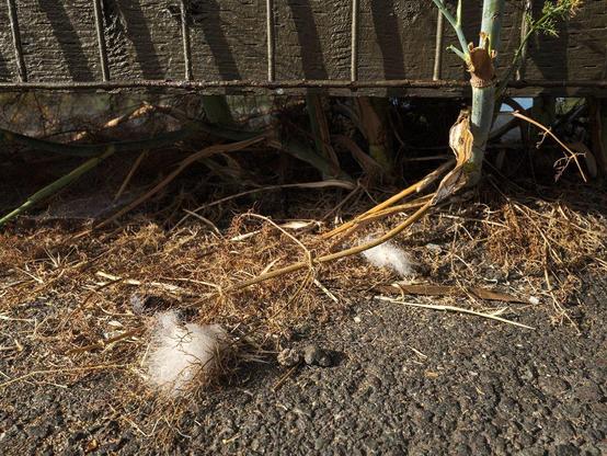 Fallen puffball at base of fence.
