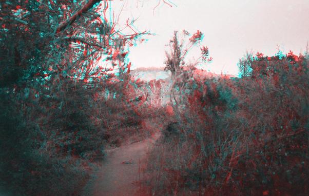 Anaglyphic forest in grayscale