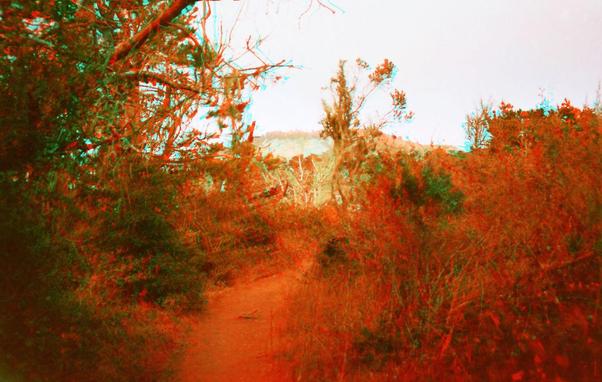 Anaglyphic forest in color