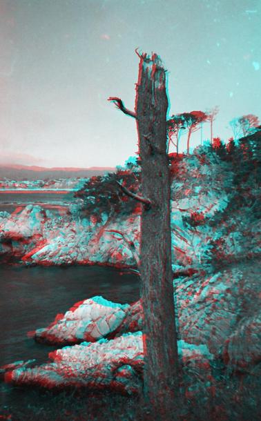 Anaglyphic tree in grayscale
