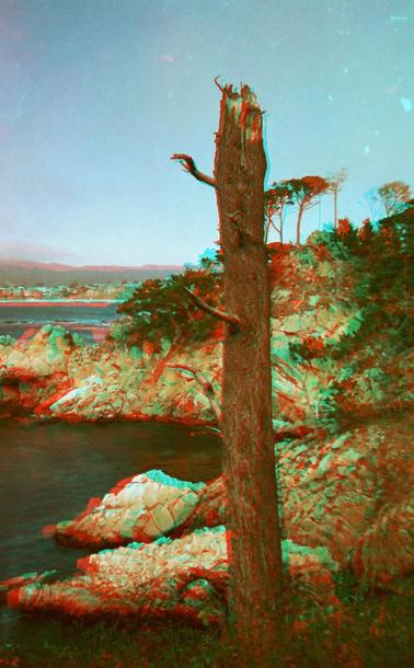 Anaglyphic tree in color