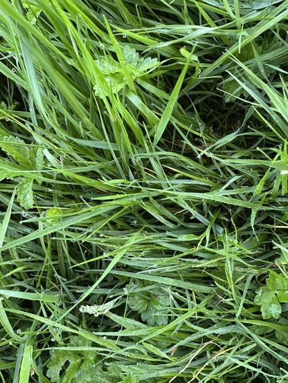 Zoom a hierba alta, verdes mil.