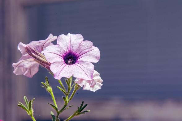 In the middle-left of the image find three open flowers and one close (I think) come out of of foliage from the bottom,  these aare made of pentagonal lobes and are basically white with a purple core and purple lines radiating out from the center,  in the background find (I think) window with parallel almost horizontal lines.