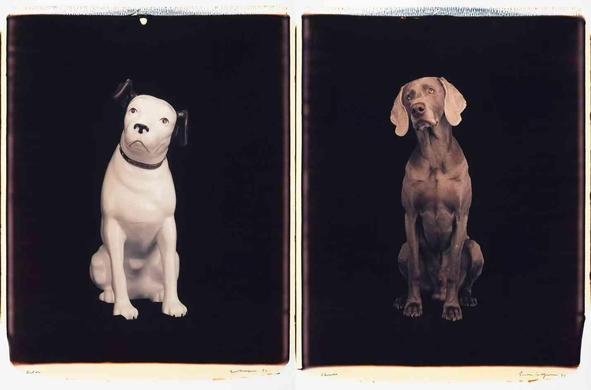 Two dogs, one white figurine and one grey Weimaraner, sit against a black background.