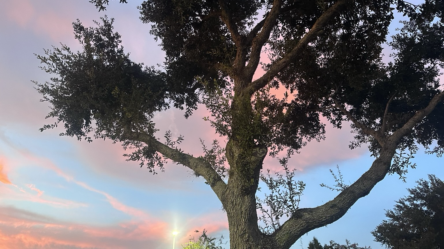 Photo of a tree with a blue and pink sky in the background. 