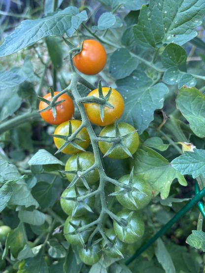 a cluster of sungold cherry tomatoes on the vine with a bright orange one at the top and getting progressively greener down the stalk