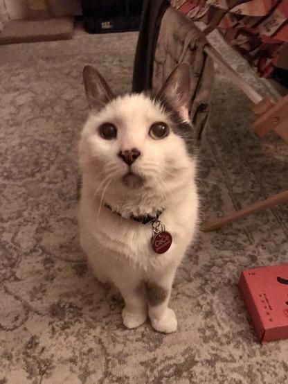 a white cat with black markings and a red tag with the words CeCe (microchipped) on her collar is staring up expectantly at the viewer