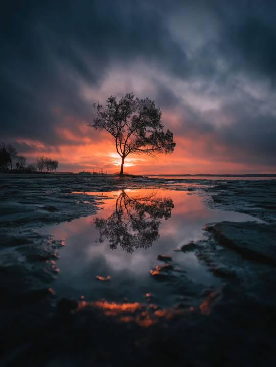 A tree reflecting in water at sunset.