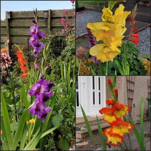 A collage of images of gladioli plants. Tall, elegant green plants with a series of large flowers blooming up the stem. On the left is a purple one, with an orange one behind, as well as some dahlias. On the right, the top image is of a yellow gladiolus with a red one behind. Bottom right is one where the flowers are yellow in the centre with orange tips.