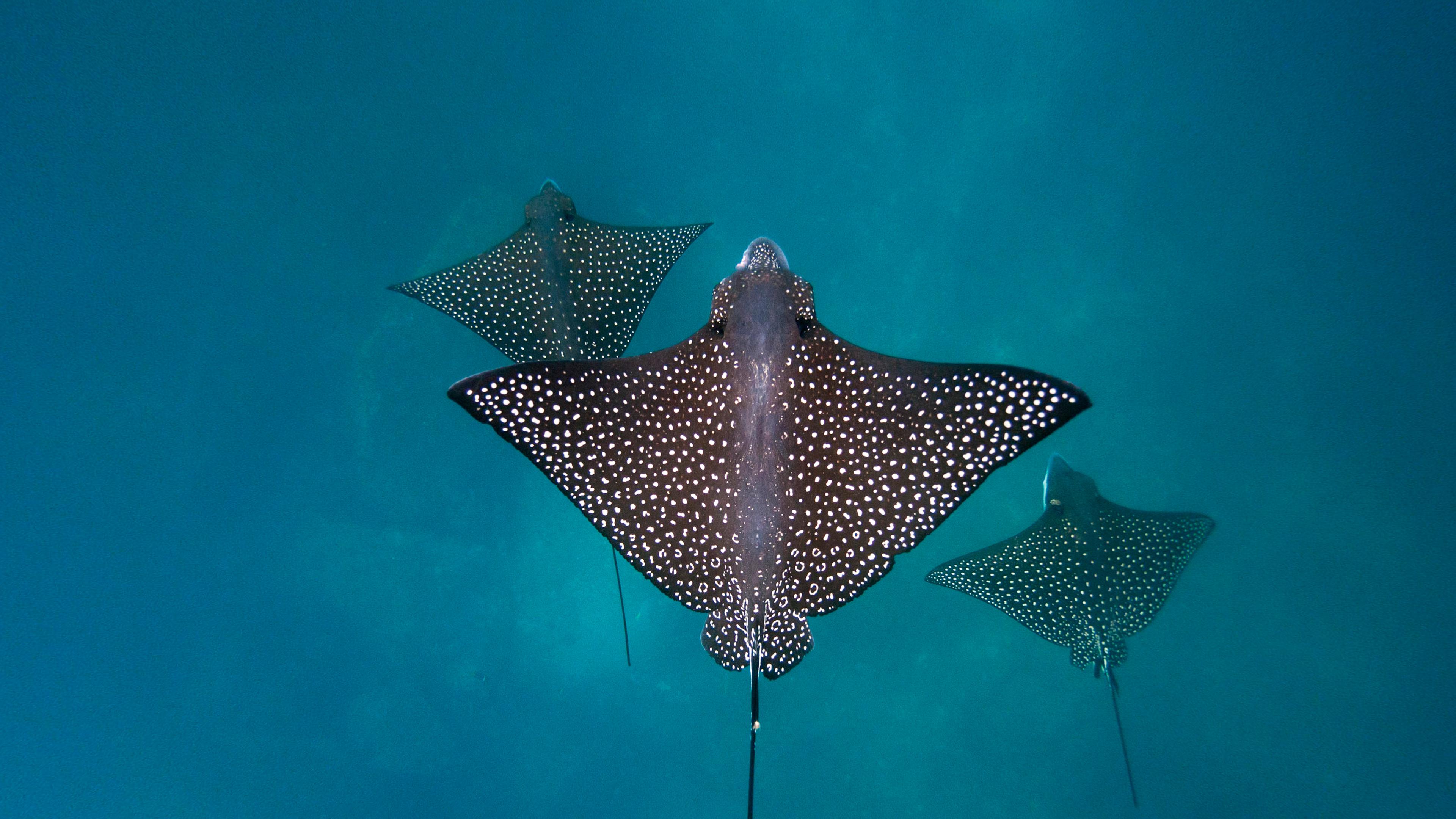 Spotted eagle rays, San Cristóbal Island, Galápagos Islands, Ecuador Spotted eagle rays, San Cristóbal Island, Galápagos Islands, Ecuador