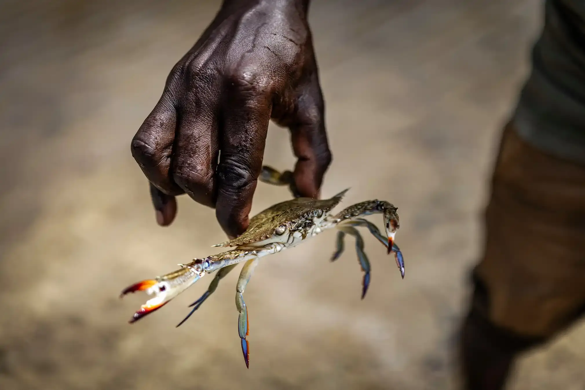 A local fisher holds a crab in a reforested mangrove area. A local fisher holds a crab in a reforested mangrove area.