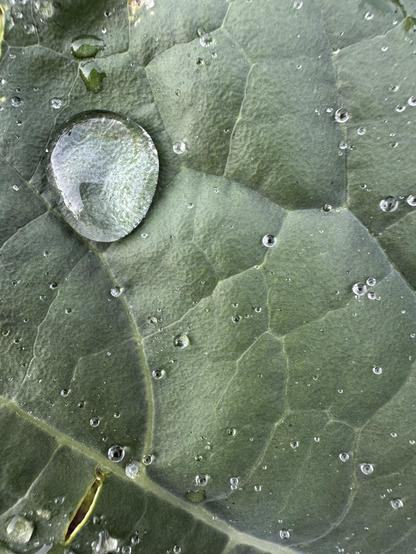 
"Primer plano detallado de una hoja de color verde oscuro, cubierta de gotas de agua. En la parte superior izquierda, una gran gota de agua perfectamente esférica y transparente actúa como una lente, magnificando y distorsionando ligeramente la textura rugosa de la hoja que se encuentra debajo. Alrededor de esta gota principal, y dispersas por toda la superficie de la hoja, hay numerosas gotas de agua más pequeñas, algunas casi microscópicas, que brillan con la luz. Las nervaduras prominentes de la hoja son claramente visibles, formando un patrón intrincado que divide la superficie en secciones. La textura de la hoja parece ligeramente cerosa o aterciopelada, lo que permite que las gotas de agua se mantengan cohesionadas."