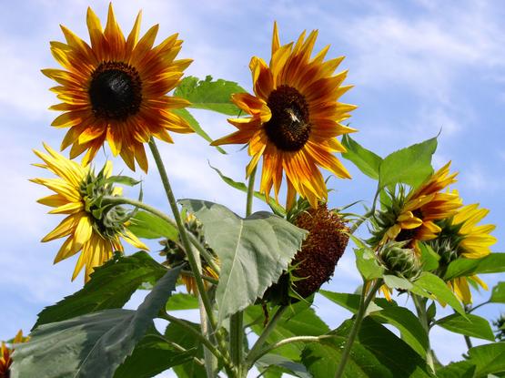 Vier Sonnenblumen vor blauem Himmel 
