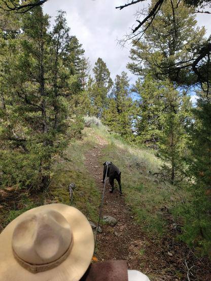 Ranger Sarah & BARK Ranger Mocha hike along a ridge on the Greer Gulch Loop Trail.
