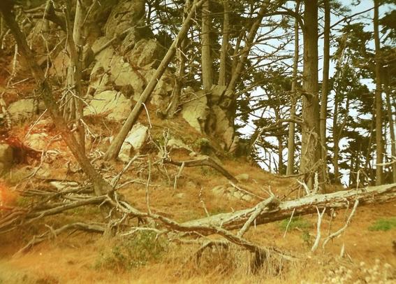 looks like prehistoric forest