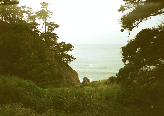 ocean visible through trees