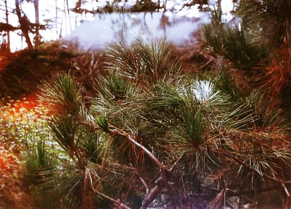 pine niddles