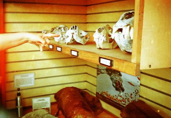 animal sculls