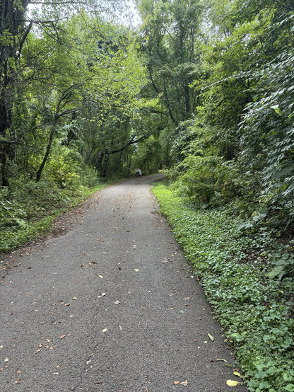 A paved trail surrounded by trees. 