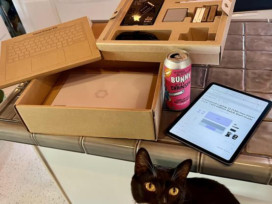 A just-opened Framework 12” diy laptop box with an iPad open to the instructions, a cat peering up and a beer called “Bunny with a Chainsaw”