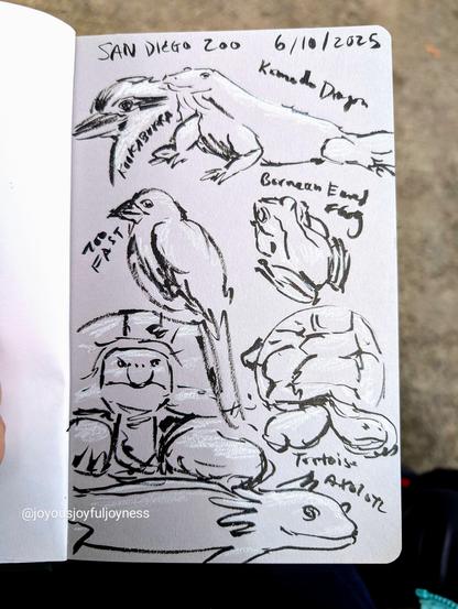 Series of brush pen and white colored pencil sketches on toned gray sketchbook paper. These drawings were done at the San Diego Zoo while drawing live animals. At the top is the text: San Diego Zoo and 6/10/2025. To the top left is a Kookaburra head in profile. To the right is a Komodo Dragon resting. Below to the left is a bird hastily drawn with the words Too Fast written next to it. To the right is a frog drawing labeled Bornean Eared Frog. Below these animals are two tortoises, one straight on and one from above. At the bottom is a derpy Axolotl drawing.