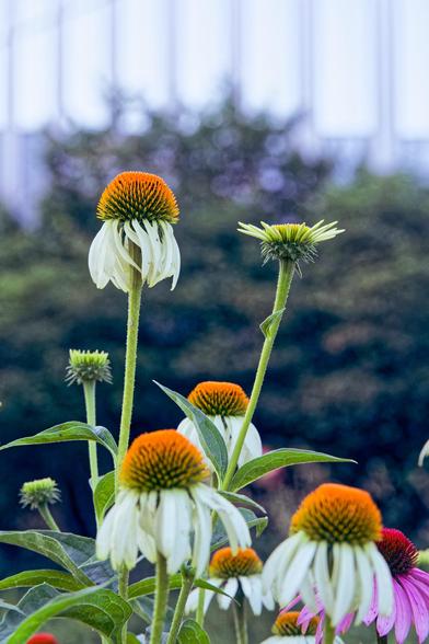 5 fully realized white conefloewers,  three that are either yet to bloom or already bloomed,  and a one purple flower in the foreground,  a row of defocused trees that create a hexagonal grid of blue circles and behind that a set of bright defocused rectangles long on the vertical axis