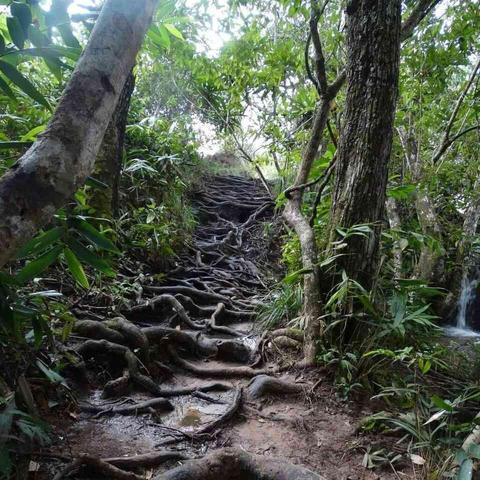 A dirt path winds uphill through a dense forest, covered in a complex network of exposed tree roots.