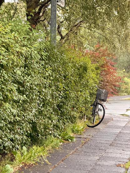 A bike parked next to some hedges on a sidewalk