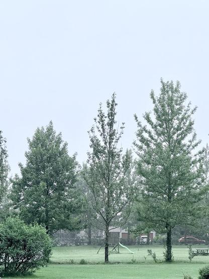 Some tall trees in misty air 