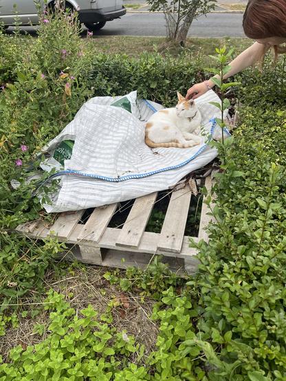 Snoop, a white and ginger ex-street cat chills on a pallet and a hippo bag at the front of the garden by the path. He’s getting a head scritch from my daughter 