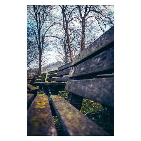 The picture shows a forest, with several wooden benches next to each other, all covered in moss.