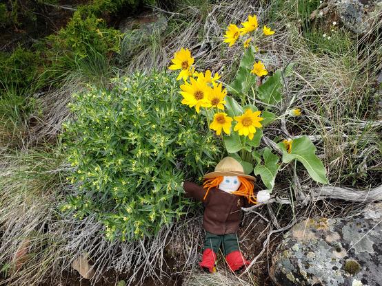 Ranger Sarah found some Arrowleaf Balsamroot (Balsamorhiza sagittata). She does not know what the time wildflowers next to it is.
— at Lewis & Clark Caverns State Park.
