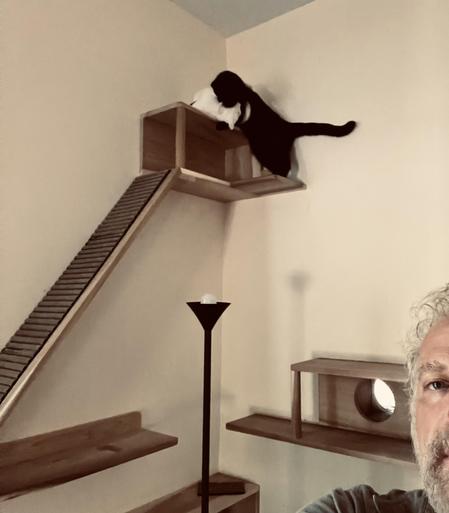 on a high cat shelf, a black cat attacks a willing white cat; half of a man's face in the foreground below
