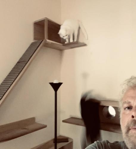 from a high cat shelf with a white cat, a black cat has slipped and is a falling blur as the white cat watches; half of a man's face in the foreground below