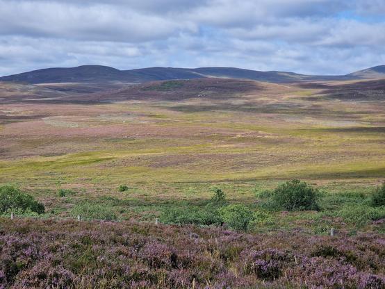 A picture of the Cairngorm hills, dappled by sunlight, purple heather in the foreground and green and brown grass further away