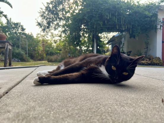 Low shot of a brown tuxedo cat laying on a concrete backyard patio