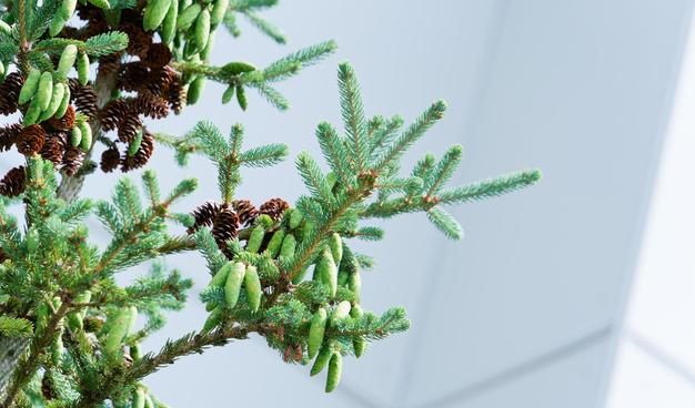 In front: a spruce tree (I think) with branches pointing out in directions that look isometric coming up from the lower left and packed with both mature and immature cones.  In back: a white building which has inner and outer corners with a face to the lower right brighter lit than the others.