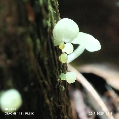 The macro photograph shows several milky white mushrooms growing from the vertical surface of brown and green dead wood. The mushrooms have stems and caps, and their white color is slightly translucent, giving them a slightly green tint as they absorb the green color of the surrounding forest. The background is blurred with vague shapes of brown and light colors.