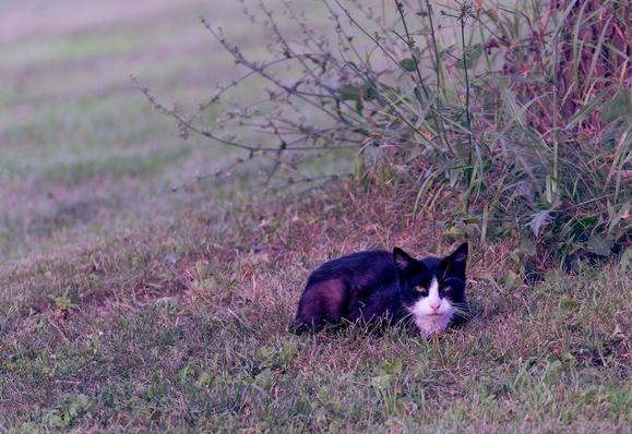 A cat looks small in the lower right of the frame:  it's mostly black with yellow eyes and a broad white marking that includes its nose, area around mouth and neck.  It's on close cropped grass with a clump of taller vegetation immediately above it and to the right