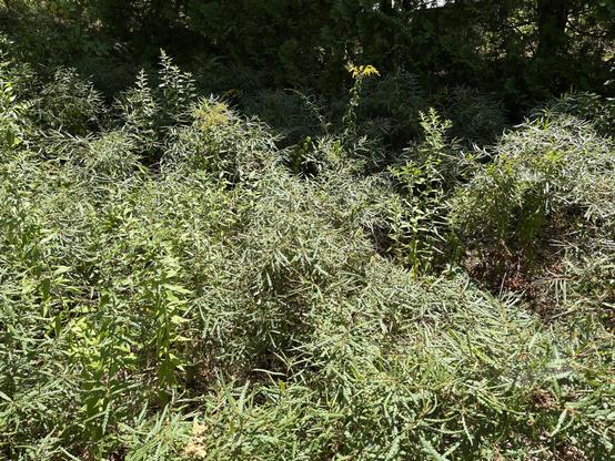 a super dense thicket of sweet fern at the edge of the woods