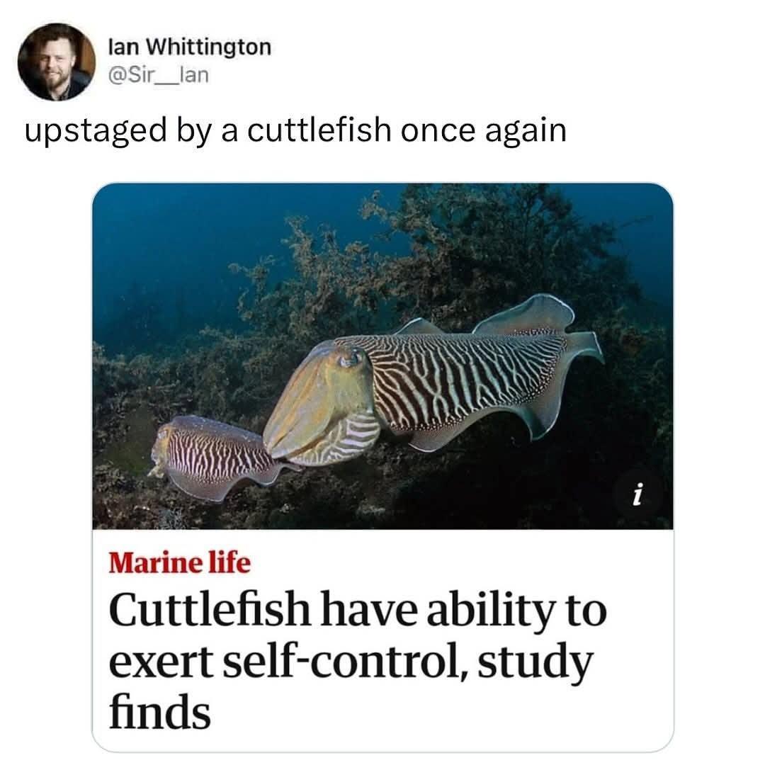 Title: cuttlefish have ability to exert self-control, study finds.
Comment: upstaged by a cuttlefish once again