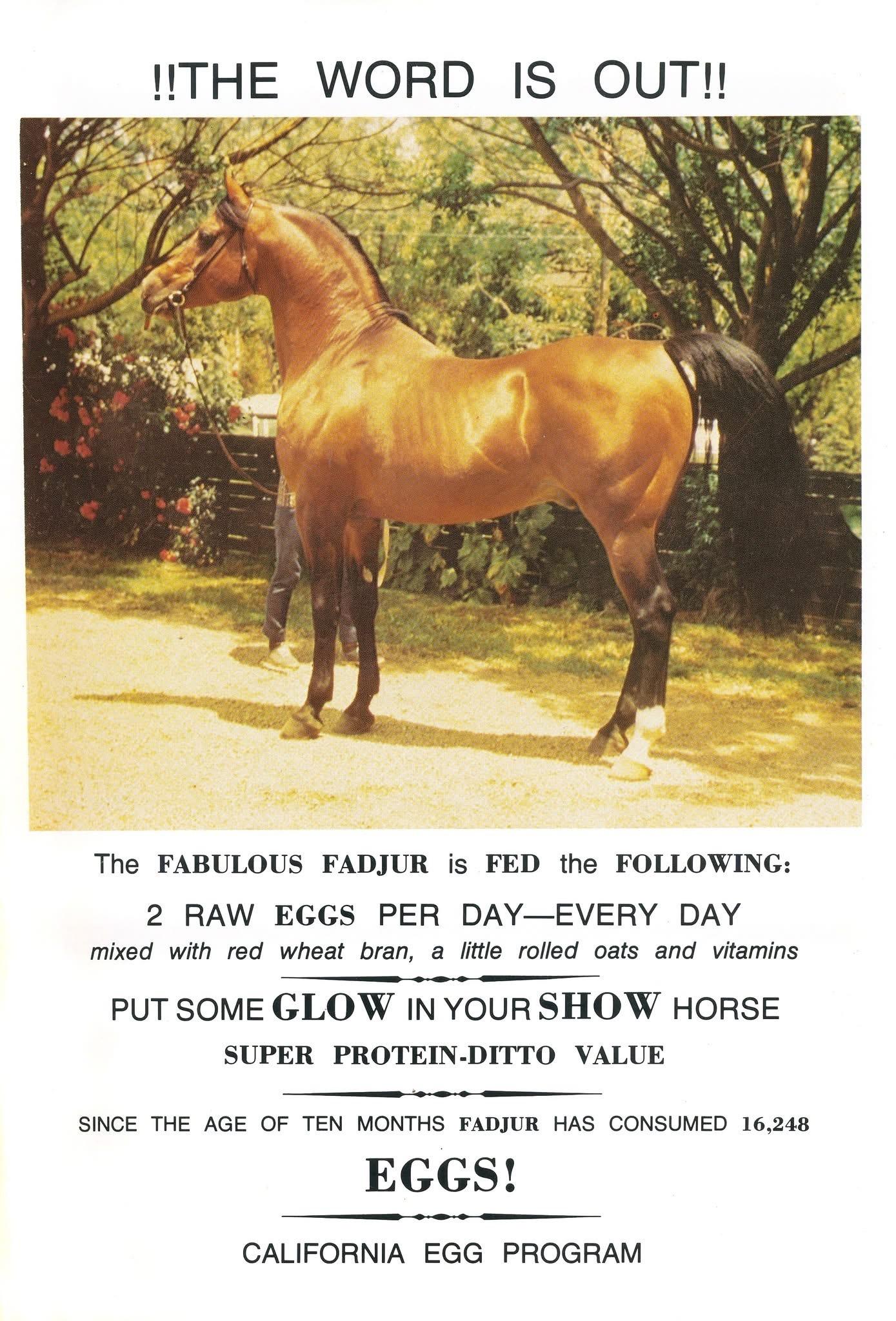 Picture of a golden colored horse.
Text: The word is out !!! The Fabulous Fadjur is fed the following: 2 raw eggs per day-every day mixed with red wheat bran, a little rolled oats and vitamins. Pit some glow in your show horse super protein-ditto value. Since the age of 10 months, Fadjur has consumed 16248 eggs! California egg program