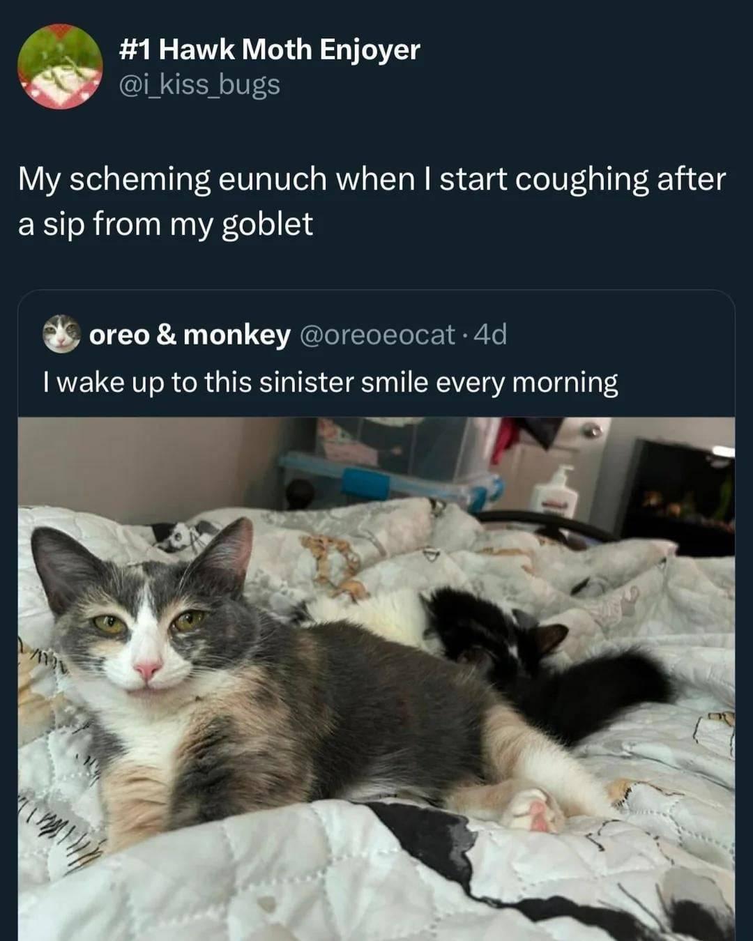 Text: I wake up to this sinister smile every morning
Image: cat with a smirk
Comment: my scheming eunuch when I start coughing after a sip of my goblet