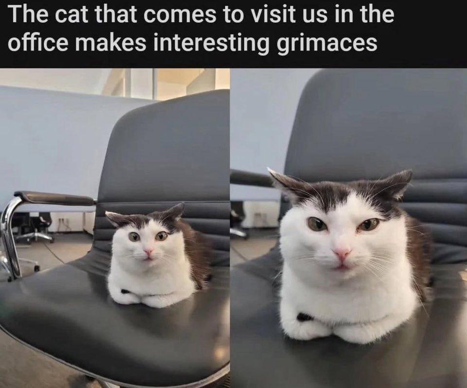 The cat that copes to visit us in the office makes interesting grimaces:
Image of a cat making a surprise grimace and an anger grimace